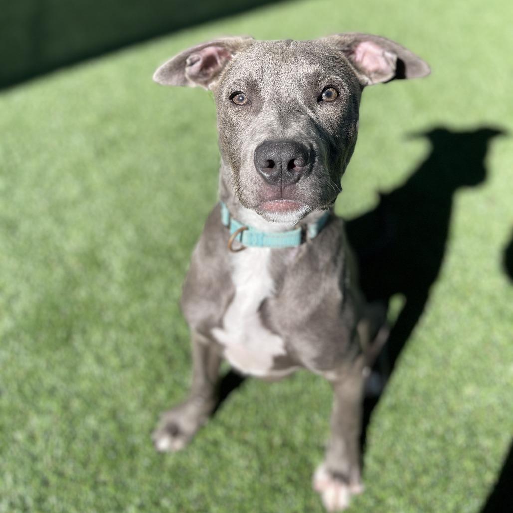 Enlarge Little Boy Blue, a Adoptable Mixed Breed in Bradenton, FL image 3/4