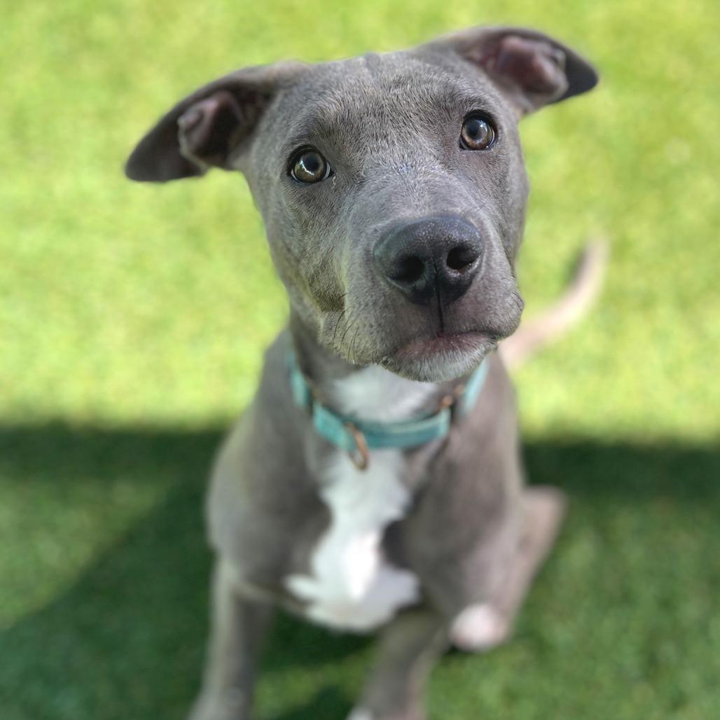 Enlarge Little Boy Blue, a Adoptable Mixed Breed in Bradenton, FL image 4/4