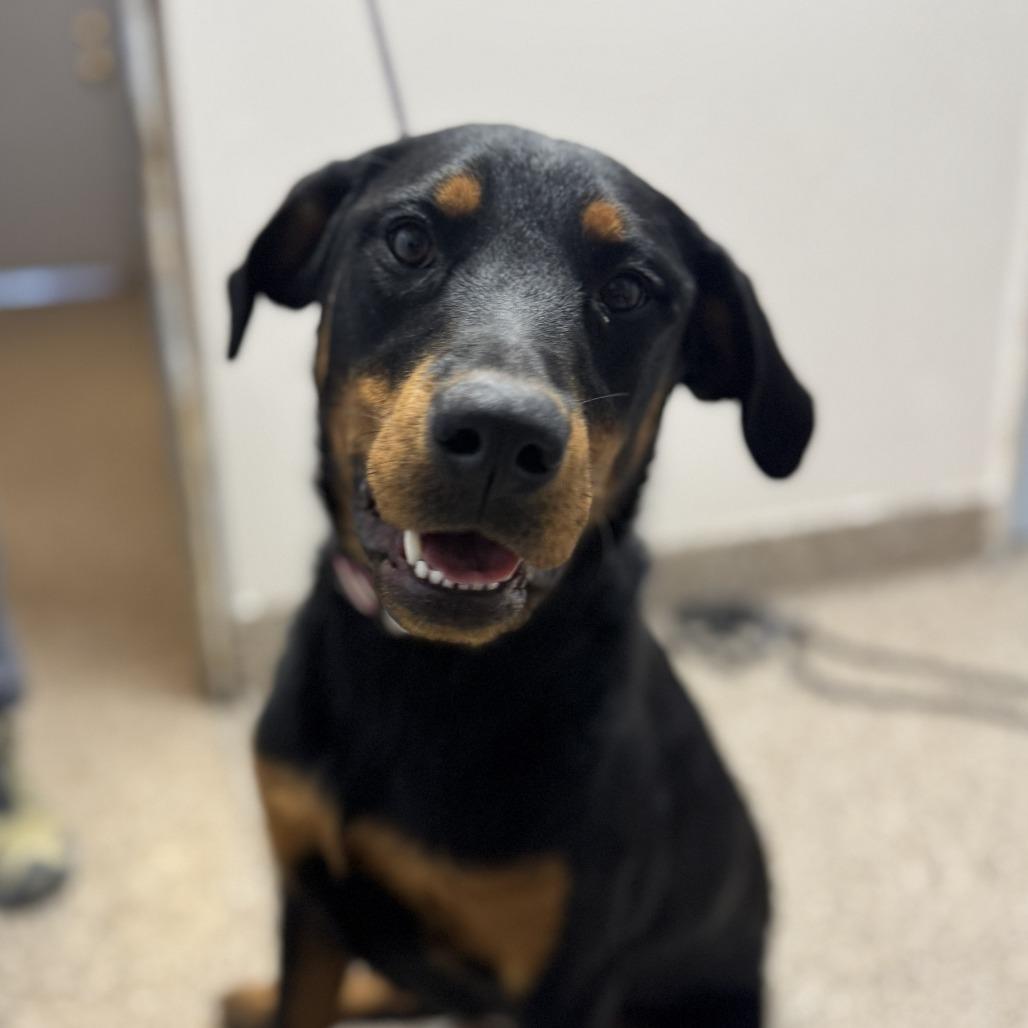 Mercy, an adoptable Beauceron in Fallon, NV, 89406 | Photo Image 1