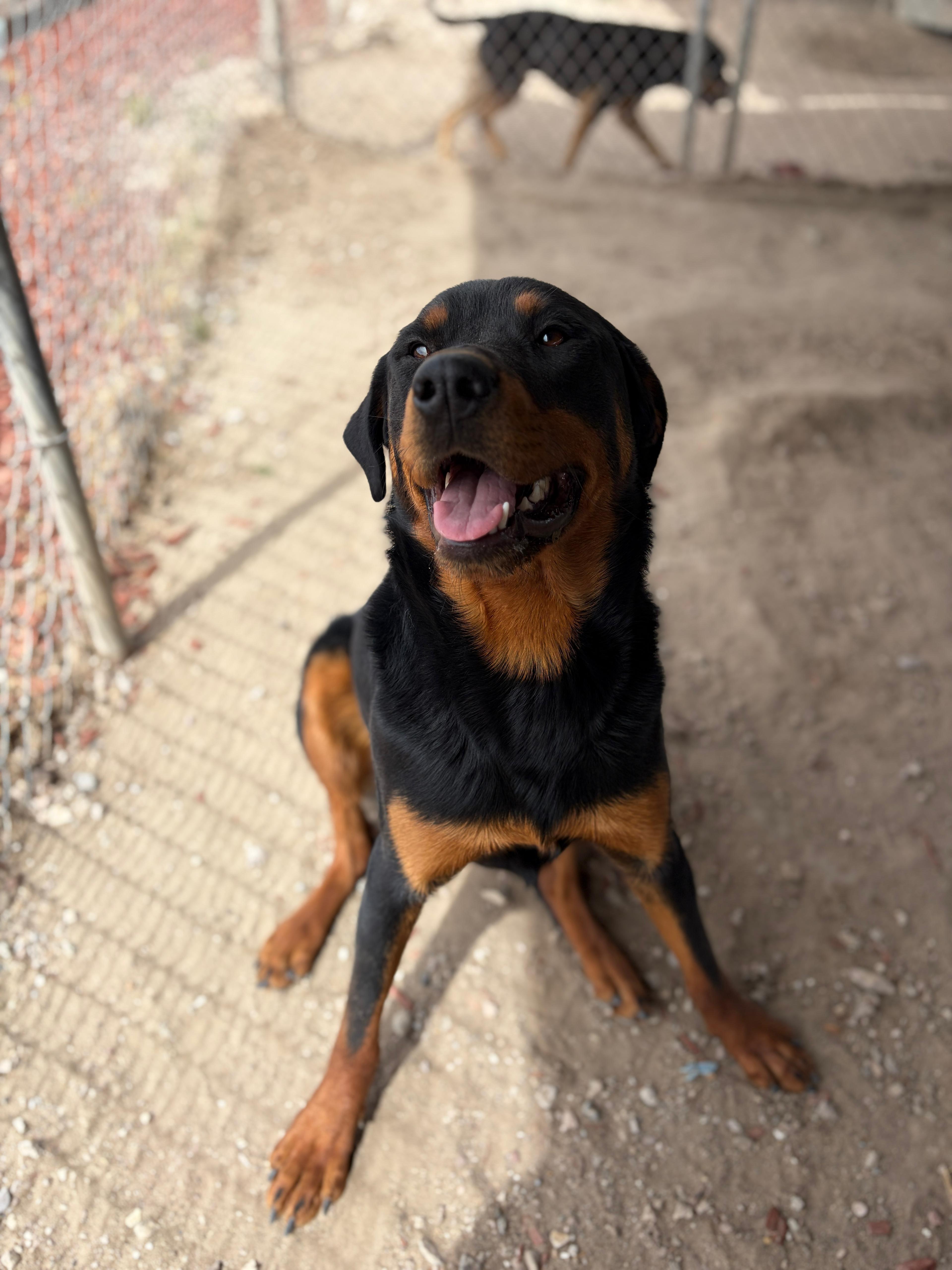 Mercy, Adoptable, Adult Female Beauceron.