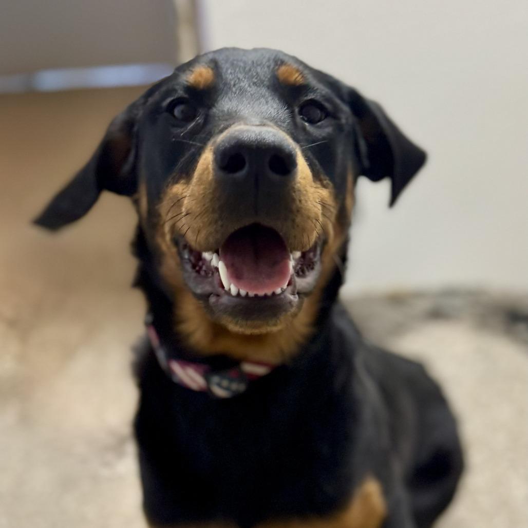 Mercy, an adoptable Beauceron in Fallon, NV, 89406 | Photo Image 2