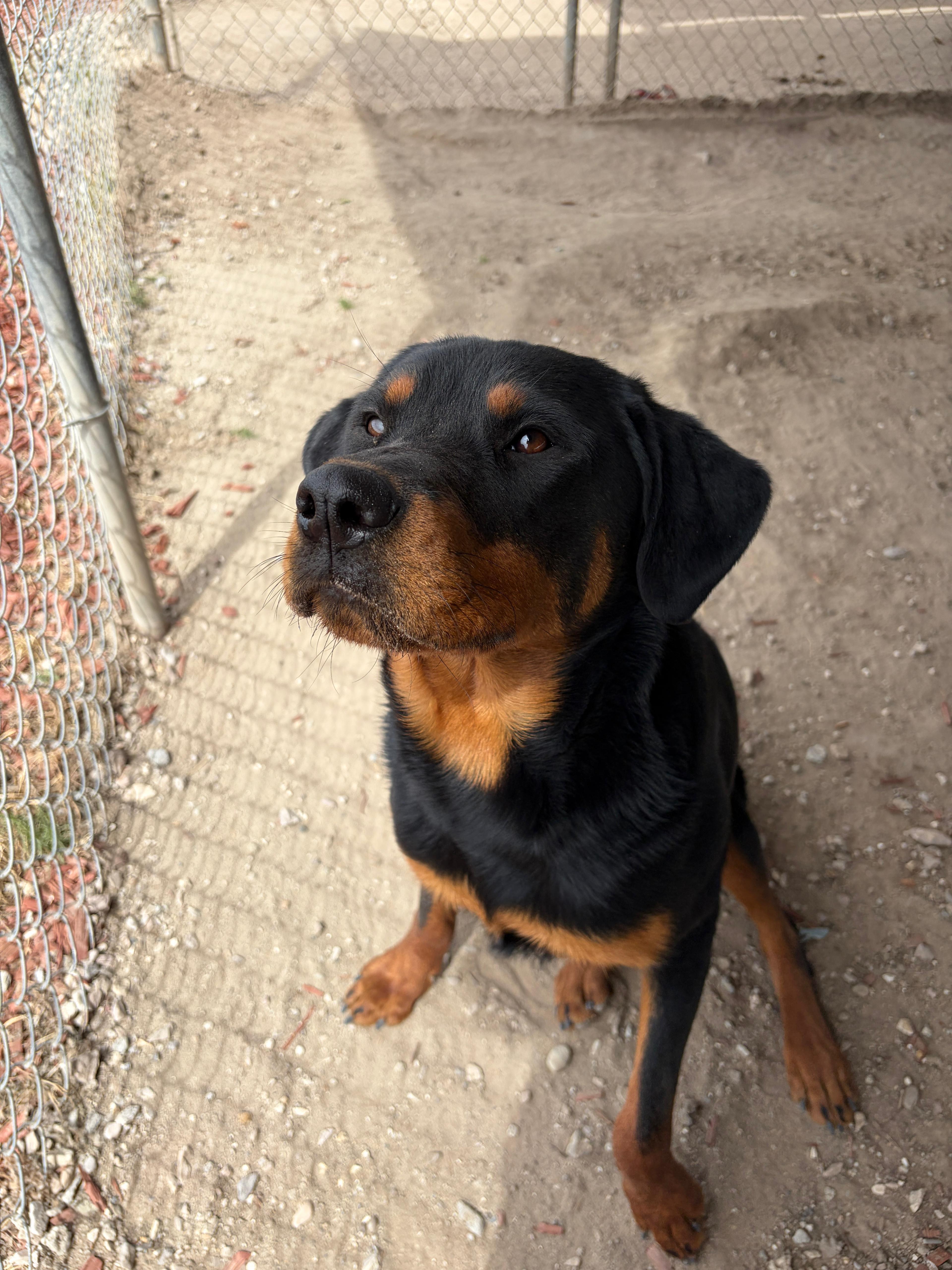 Enlarge Mercy, a Adoptable mixed breed in Fallon, NV image 6/6