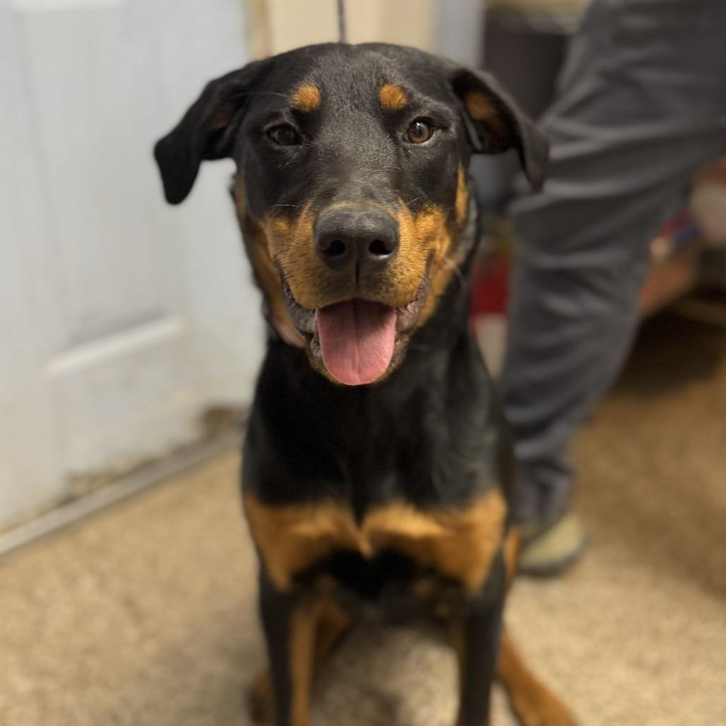 Mercy, a Adoptable mixed breed in Fallon, NV image 3/3