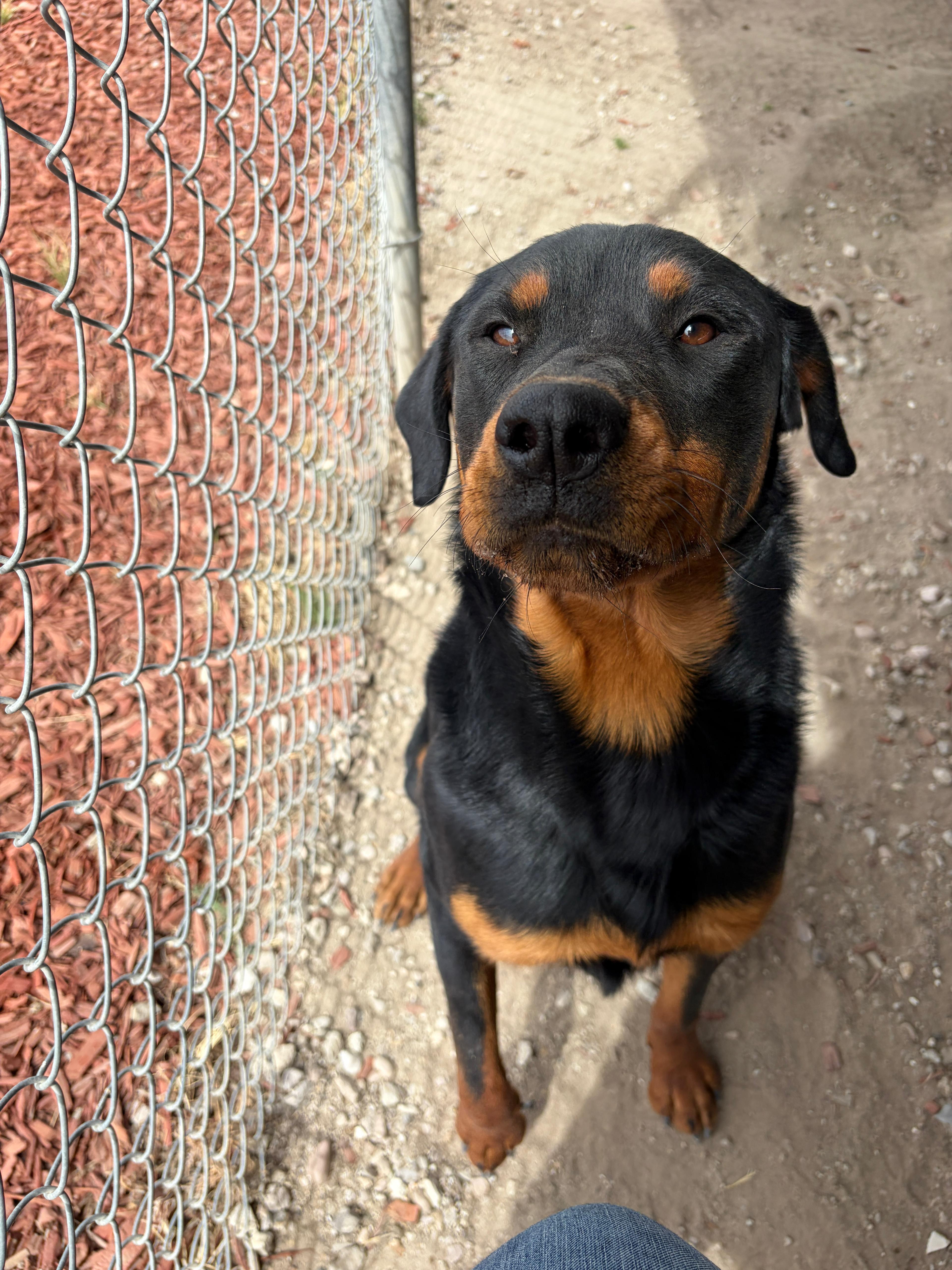 Enlarge Mercy, a Adoptable mixed breed in Fallon, NV image 5/6