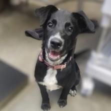 Empire Rose, ADOPTABLE, Puppy Female Shepherd.