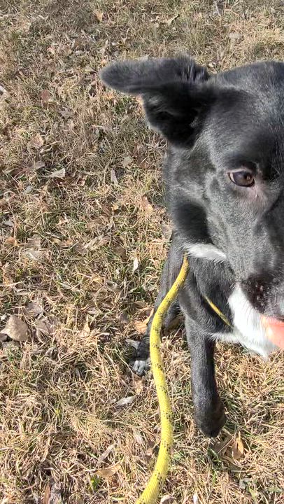 Enlarge Empire Rose, a ADOPTABLE mixed breed in Rapid City, SD video 2/2