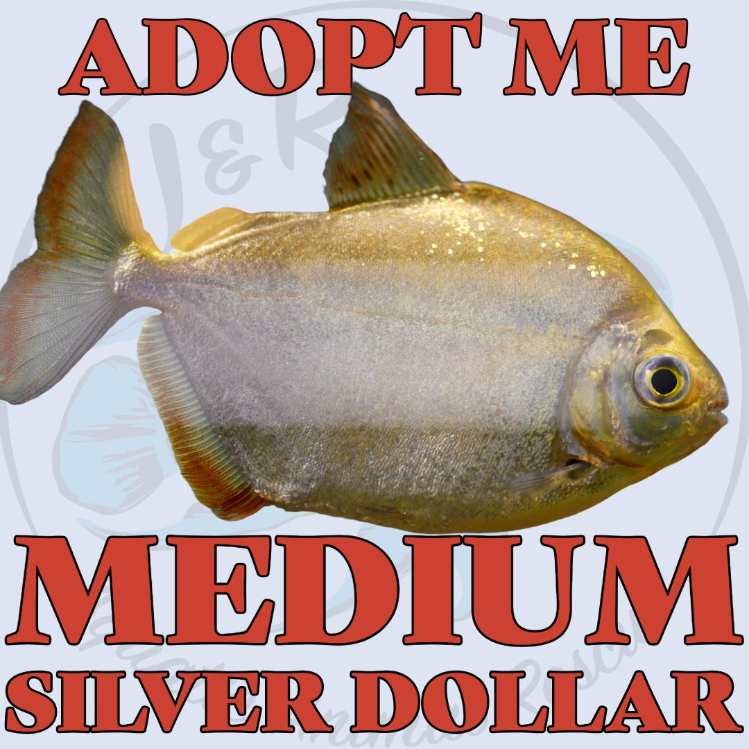 Enlarge Silver Dollar, a Adoptable Freshwater Fish in Neenah, WI image 1/1