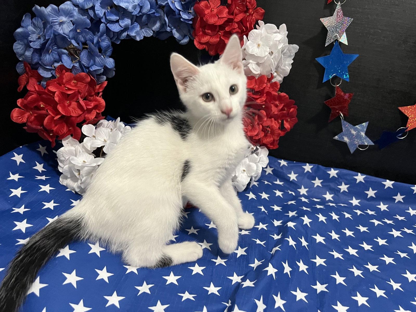Mozart, a Adoptable Domestic Short Hair in Fayetteville, GA image 1/3
