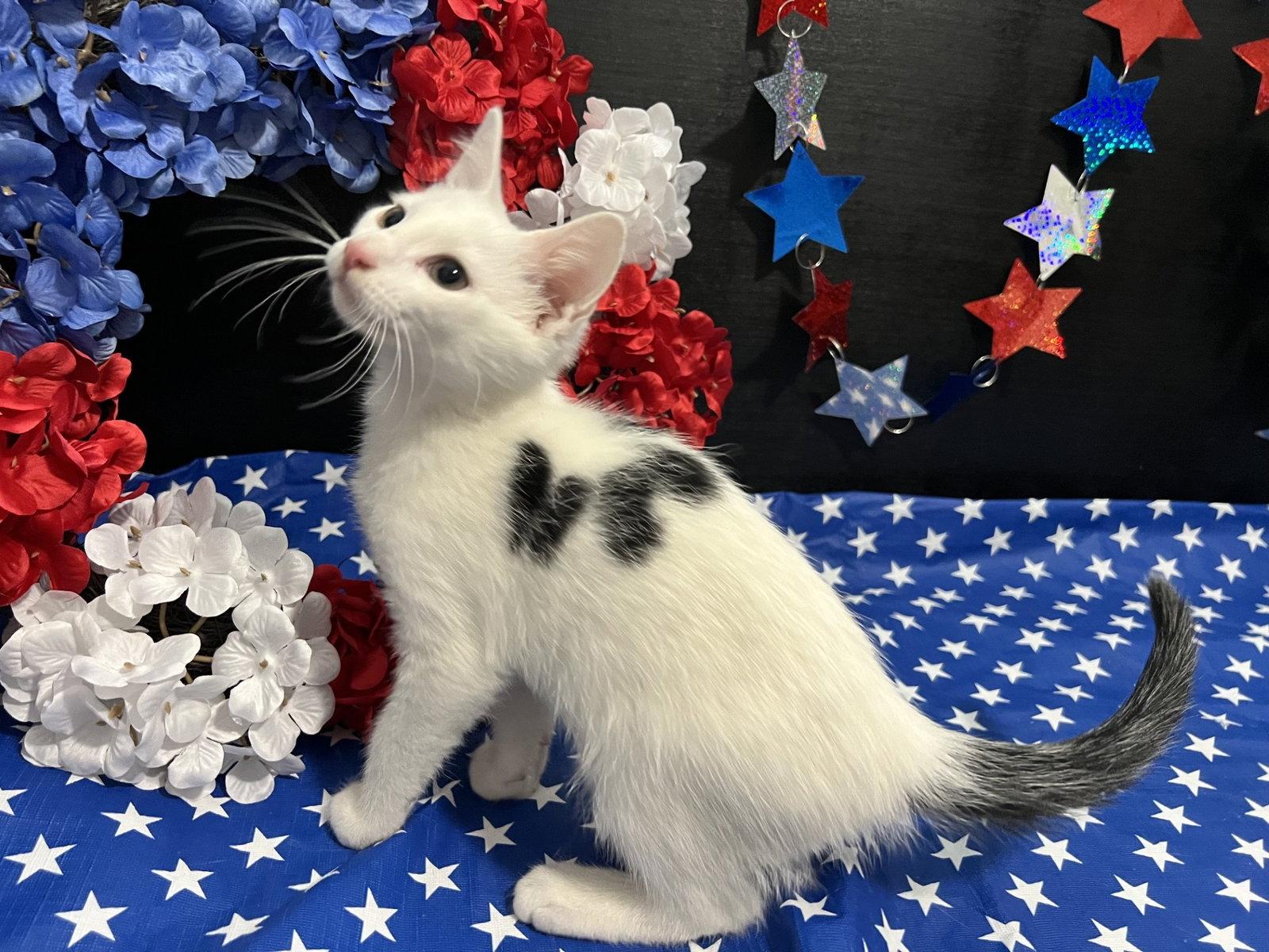 Mozart, a Adoptable Domestic Short Hair in Fayetteville, GA image 2/3