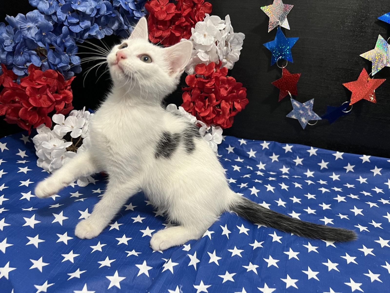Mozart, a Adoptable Domestic Short Hair in Fayetteville, GA image 3/3