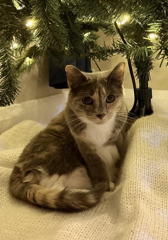 Stormy (bonded with Simba), Adoptable, Adult Female Domestic Short Hair.