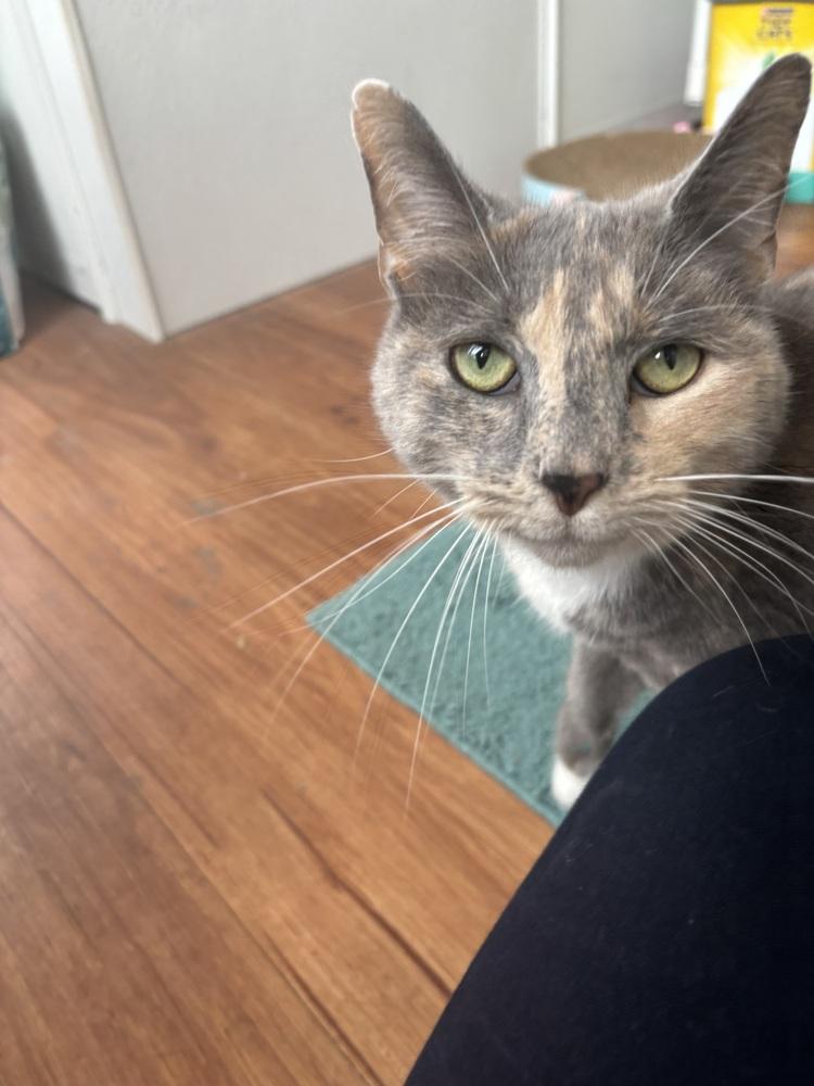 Enlarge Stormy (bonded with Simba), a Adoptable Domestic Short Hair in Springdale, PA image 1/4