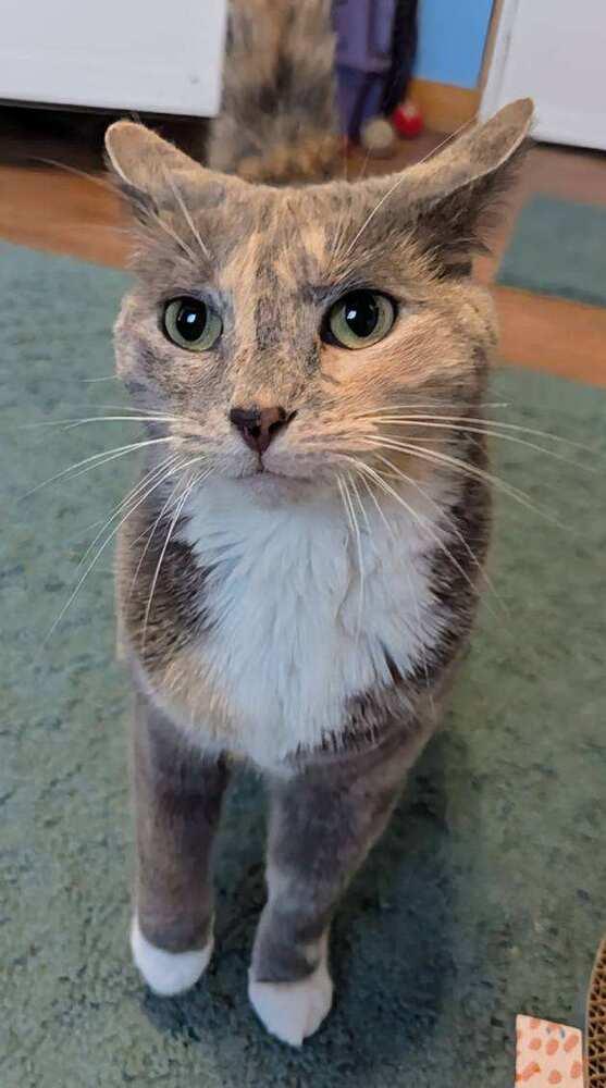 Enlarge Stormy (bonded with Simba), a Adoptable Domestic Short Hair in Springdale, PA image 2/4