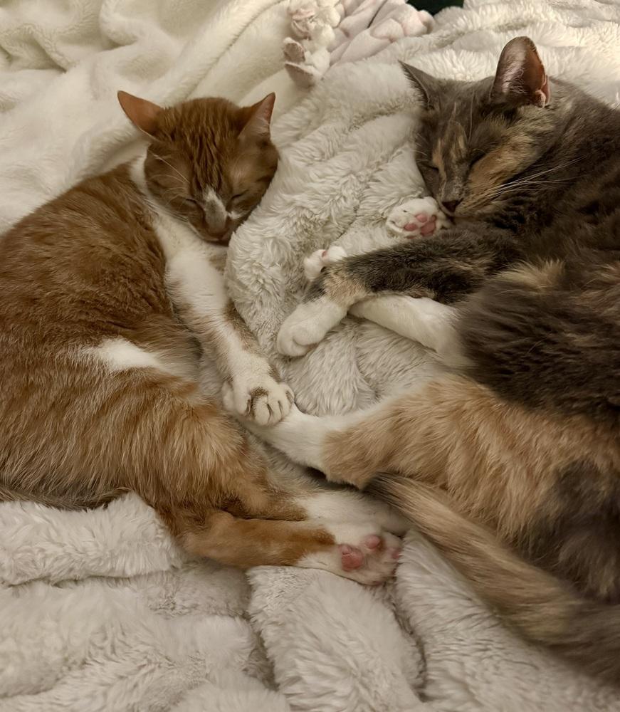 Enlarge Stormy (bonded with Simba), a Adoptable Domestic Short Hair in Springdale, PA image 3/6