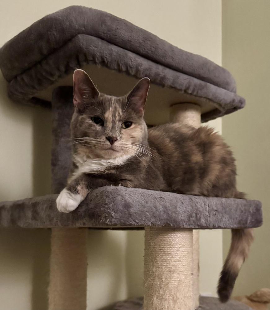 Enlarge Stormy (bonded with Simba), a Adoptable Domestic Short Hair in Springdale, PA image 4/6