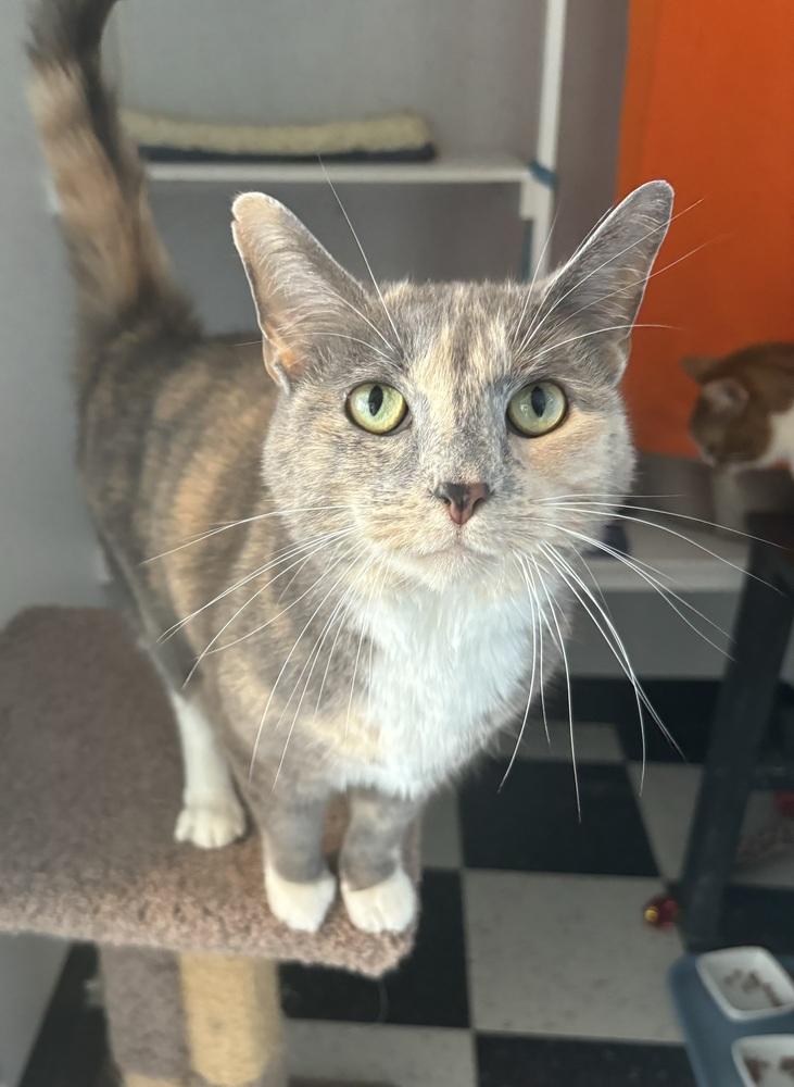 Enlarge Stormy (bonded with Simba), a Adoptable Domestic Short Hair in Springdale, PA image 4/4