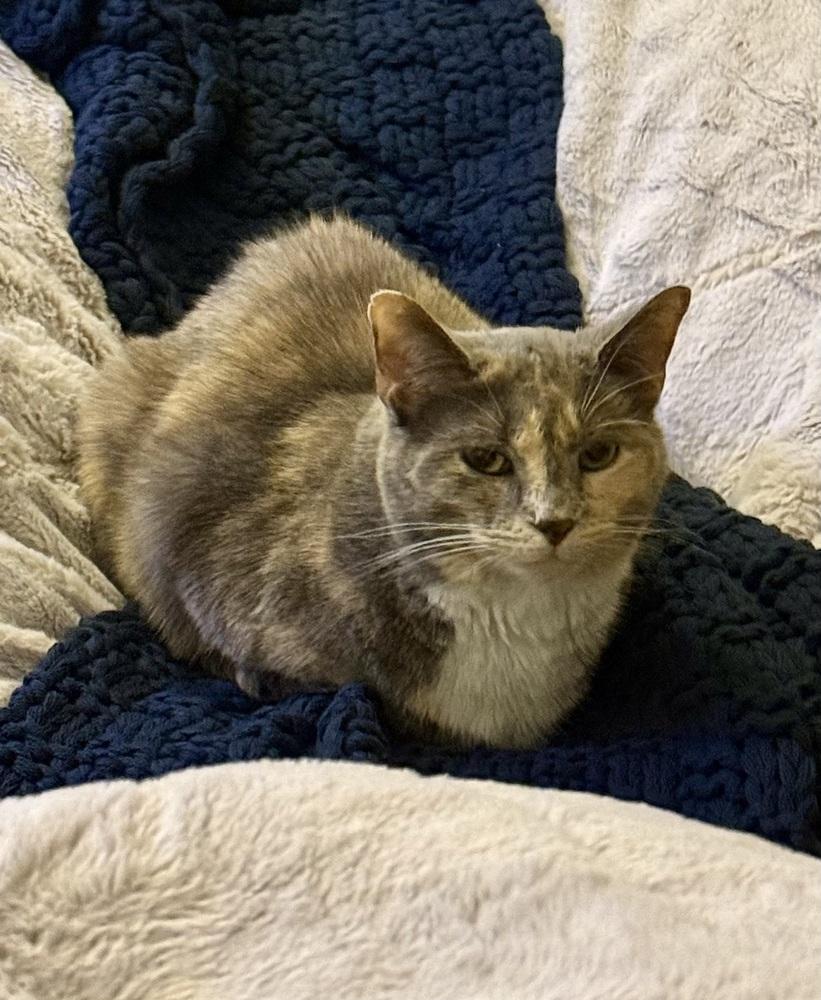 Enlarge Stormy (bonded with Simba), a Adoptable Domestic Short Hair in Springdale, PA image 6/6