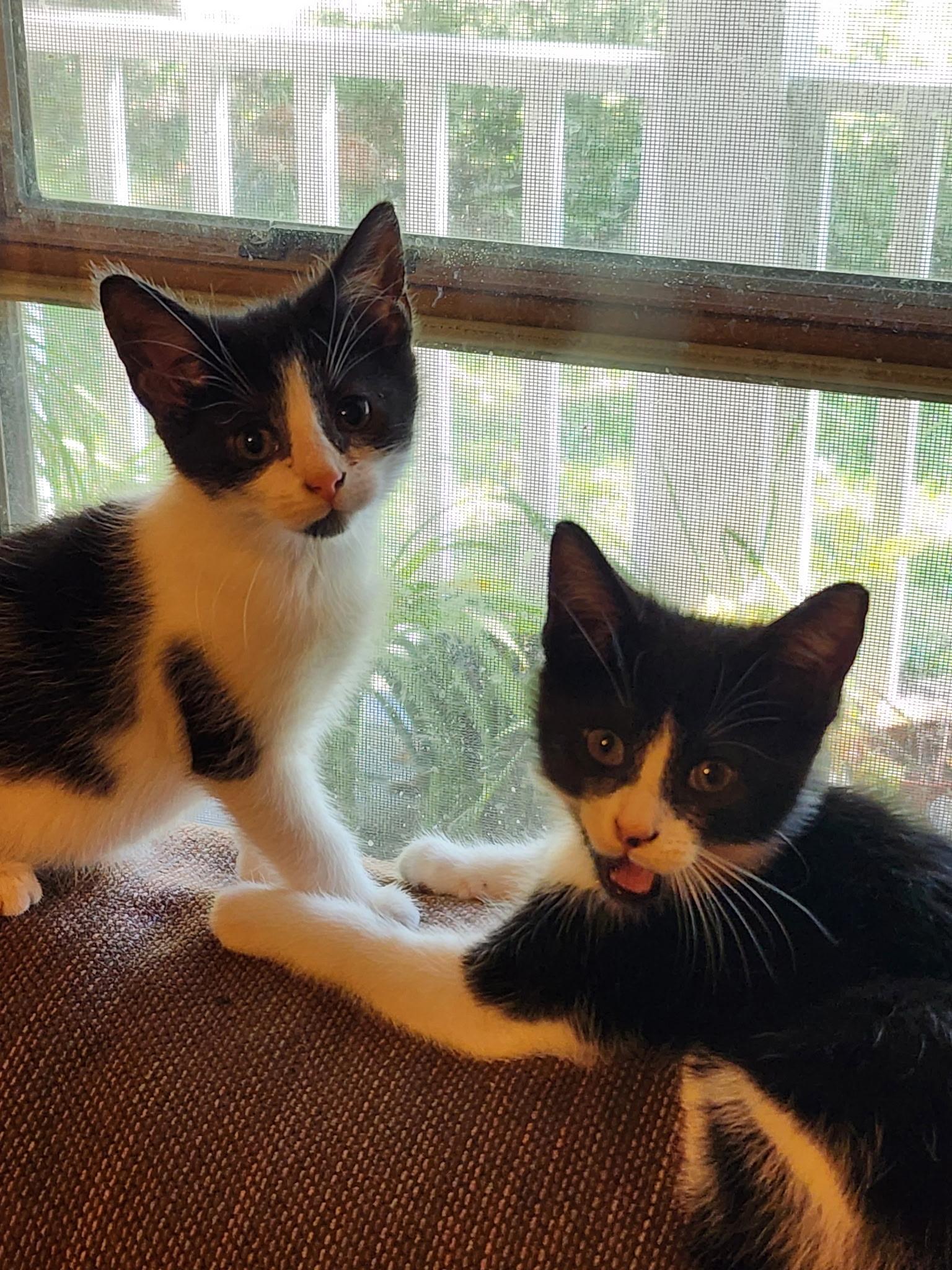 Opal, a Adoptable Domestic Short Hair in Columbus, OH image 3/6