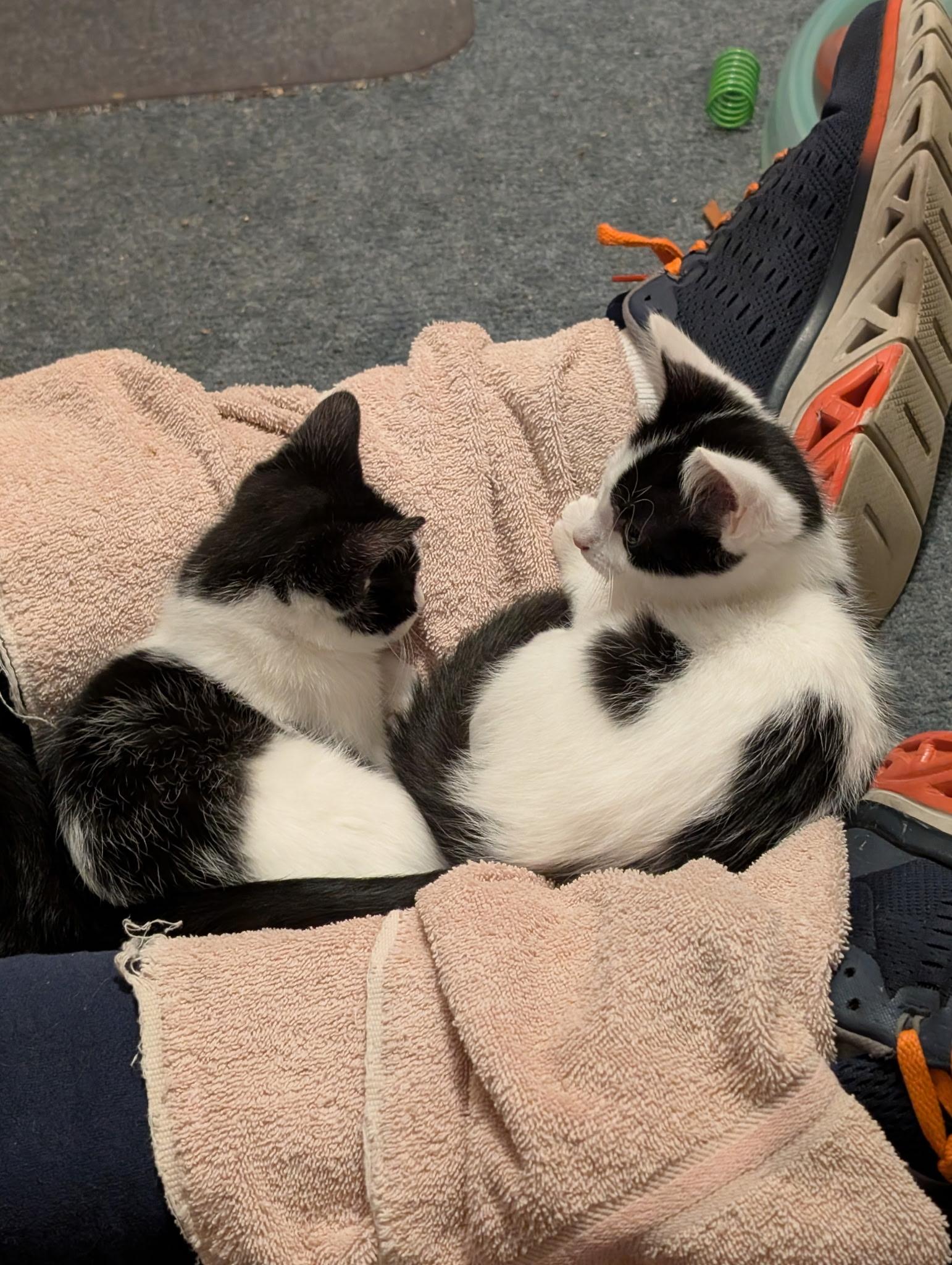 Opal, a Adoptable Domestic Short Hair in Columbus, OH image 4/6