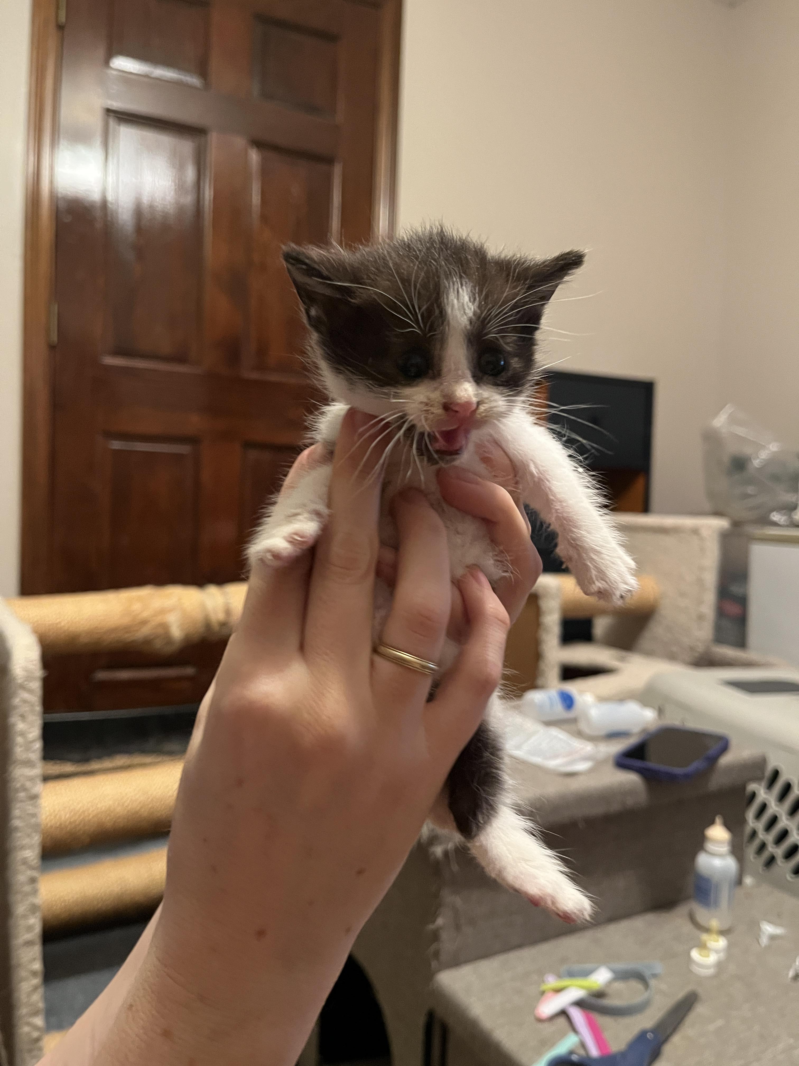 Opal, a Adoptable Domestic Short Hair in Columbus, OH image 5/6