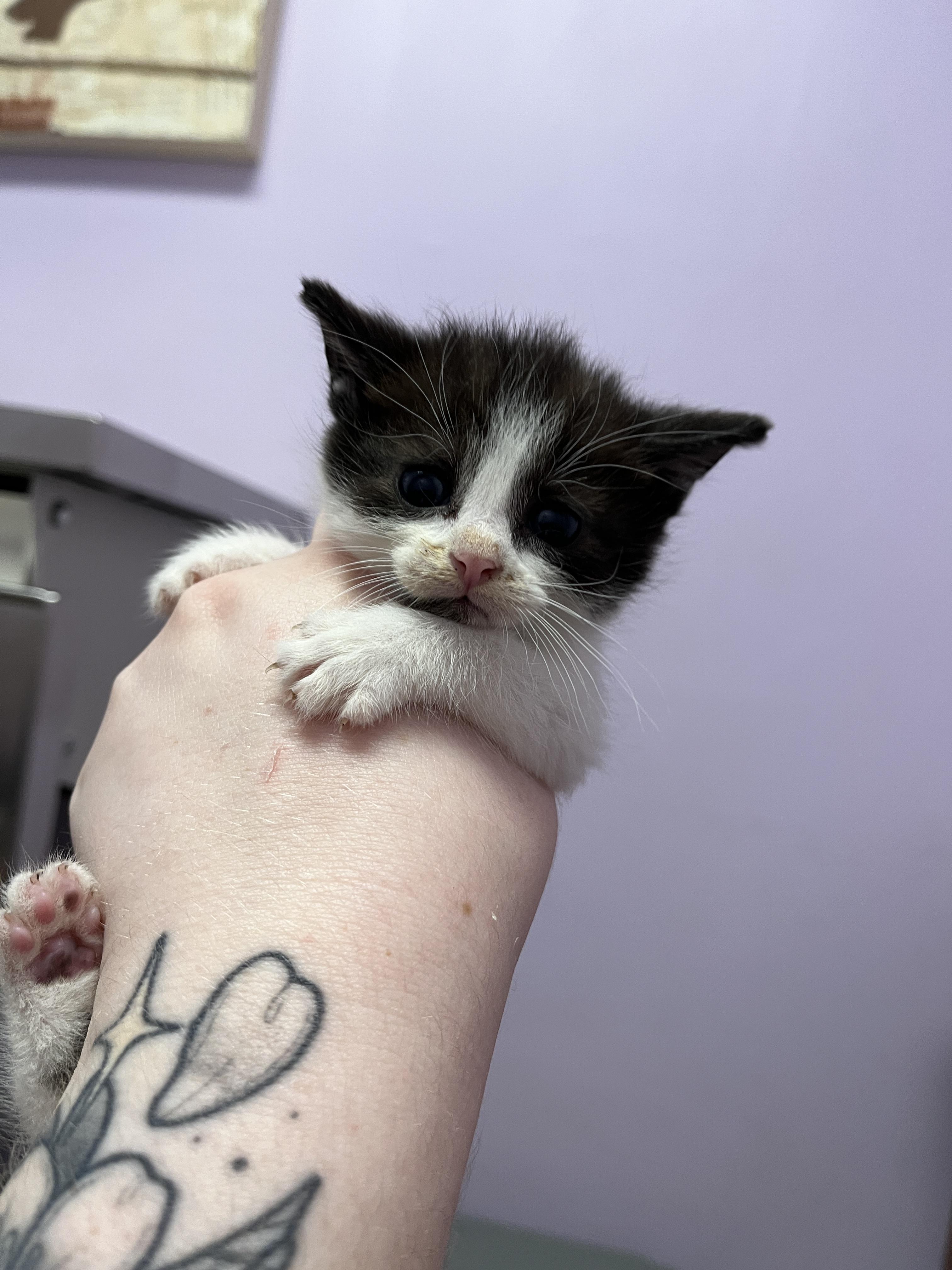 Opal, a Adoptable Domestic Short Hair in Columbus, OH image 6/6