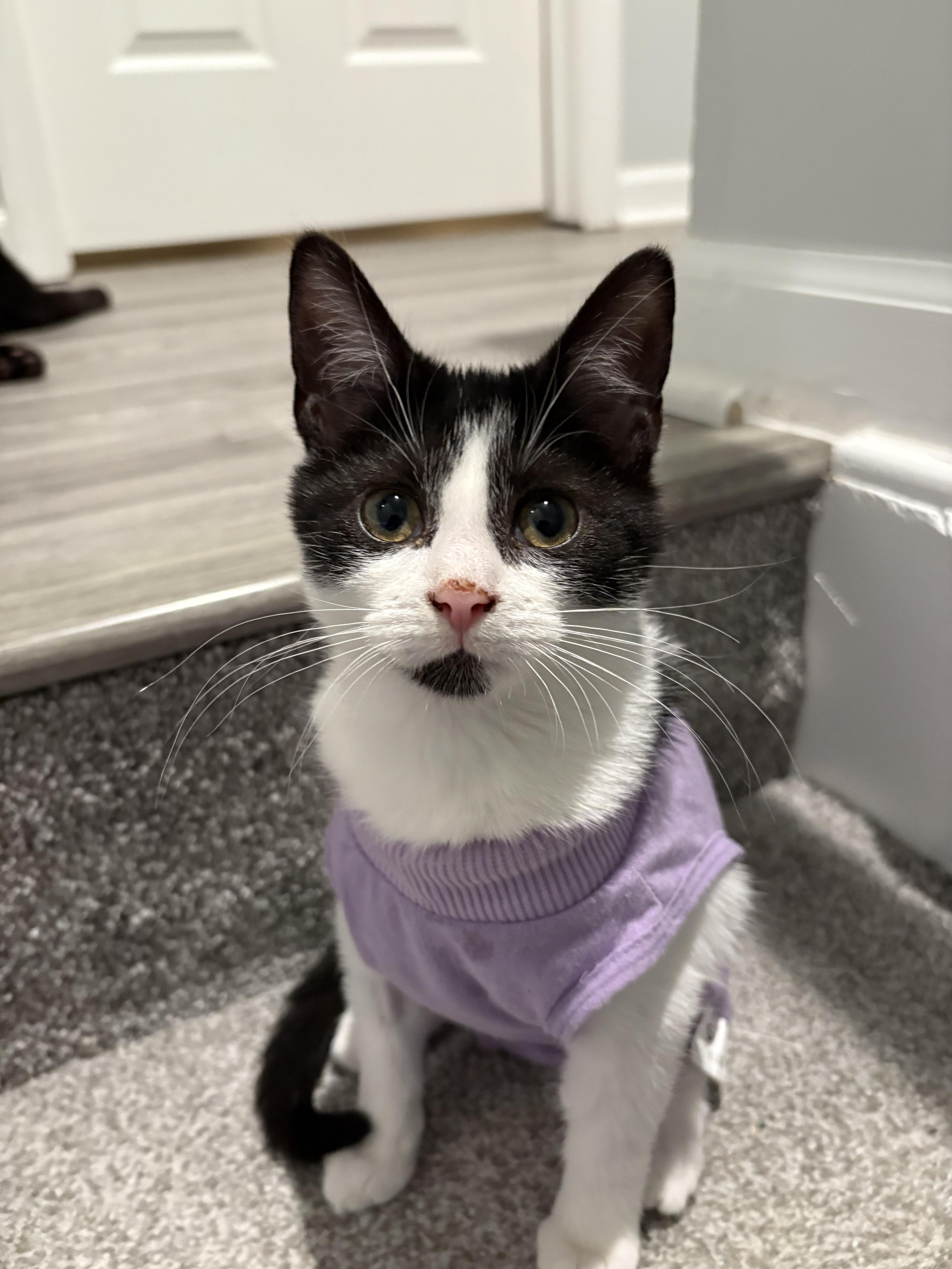 Opal, Adoptable, Kitten Female Domestic Short Hair.