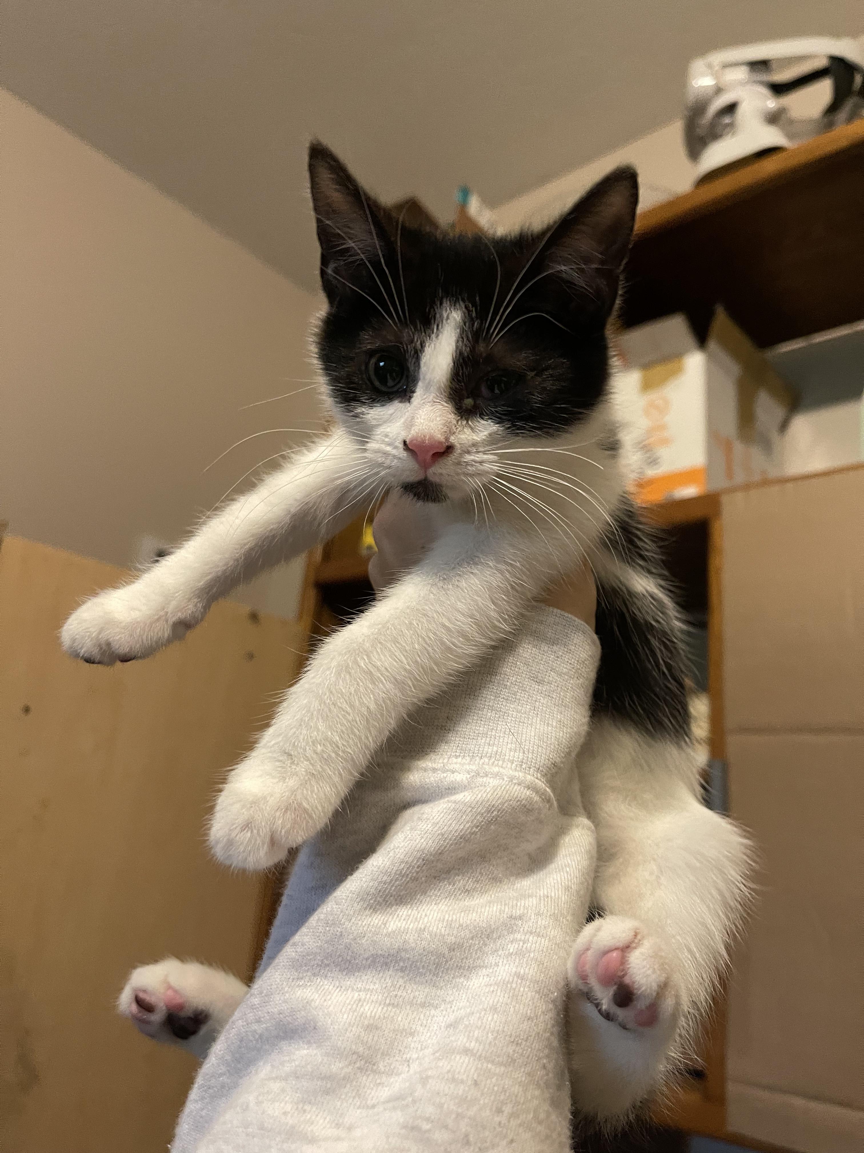 Opal, a Adoptable Domestic Short Hair in Columbus, OH image 2/6