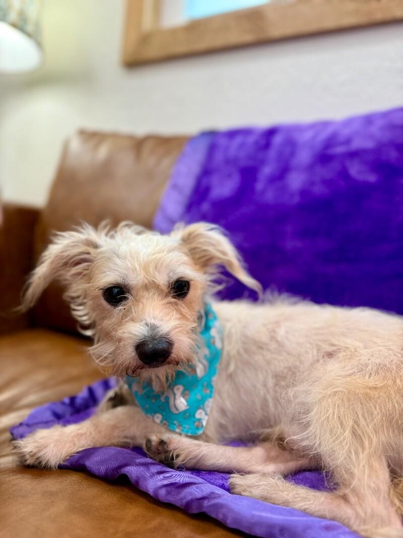 Ollie Cooper thumbnail 3