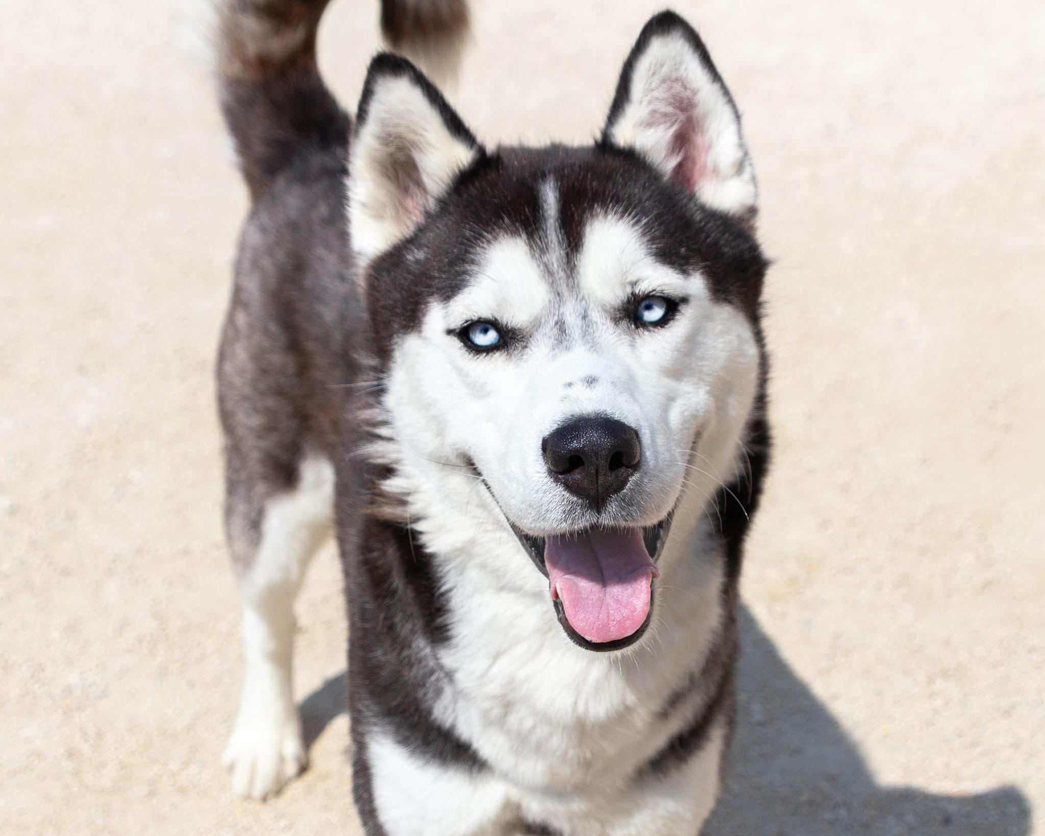 Bert, an adoptable Husky in Winnipeg, MB, R3E 3N8 | Photo Image 1