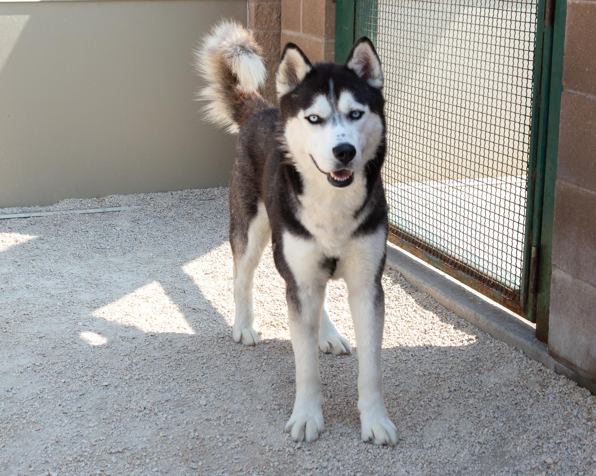 Bert, an adoptable Husky in Winnipeg, MB, R3E 3N8 | Photo Image 3