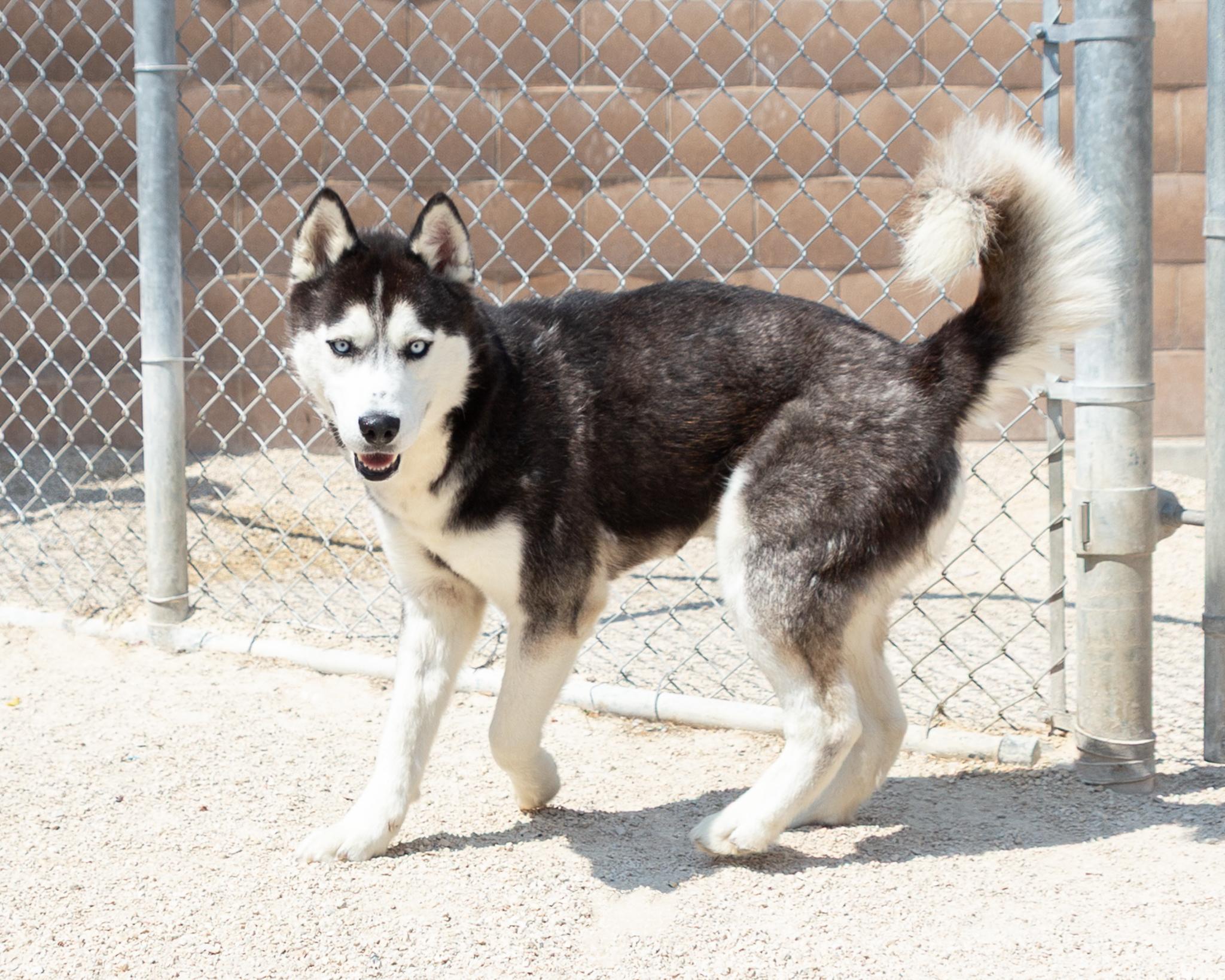 Bert, an adoptable Husky in Winnipeg, MB, R3E 3N8 | Photo Image 2