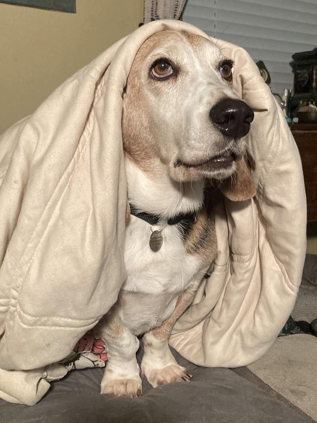 Enlarge Waylon, a Adopted Basset Hound in St. Paul, MN image 3/4