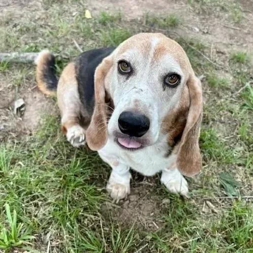 Enlarge Waylon, a Adopted Basset Hound in St. Paul, MN image 2/4