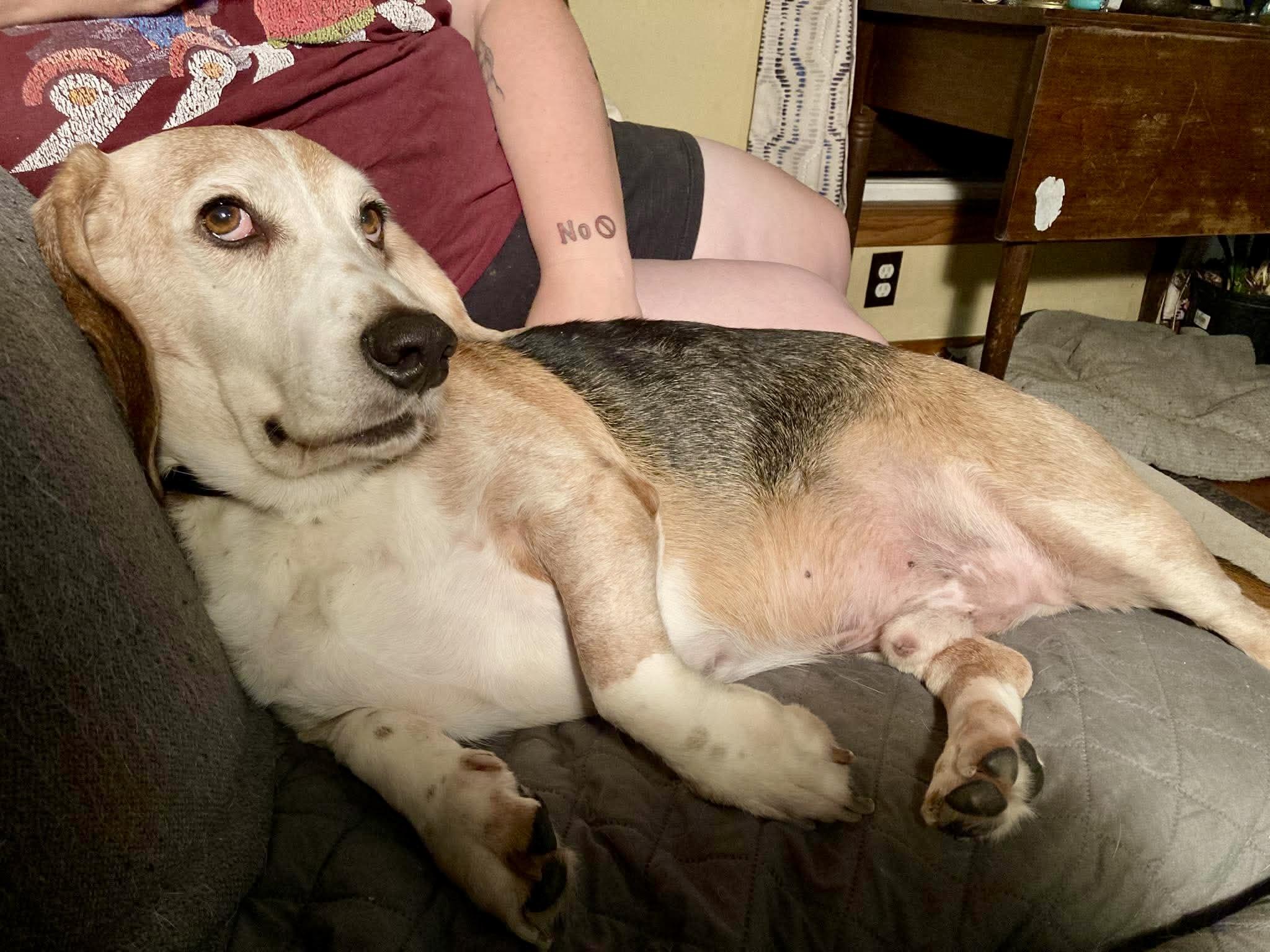 Enlarge Waylon, a Adopted Basset Hound in St. Paul, MN image 4/4