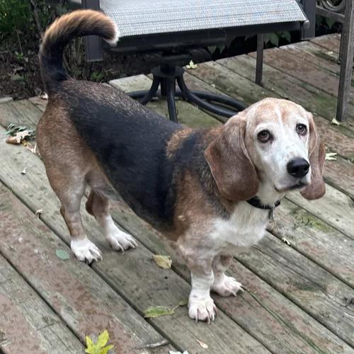 Waylon, Adopted, Adult Male Basset Hound.