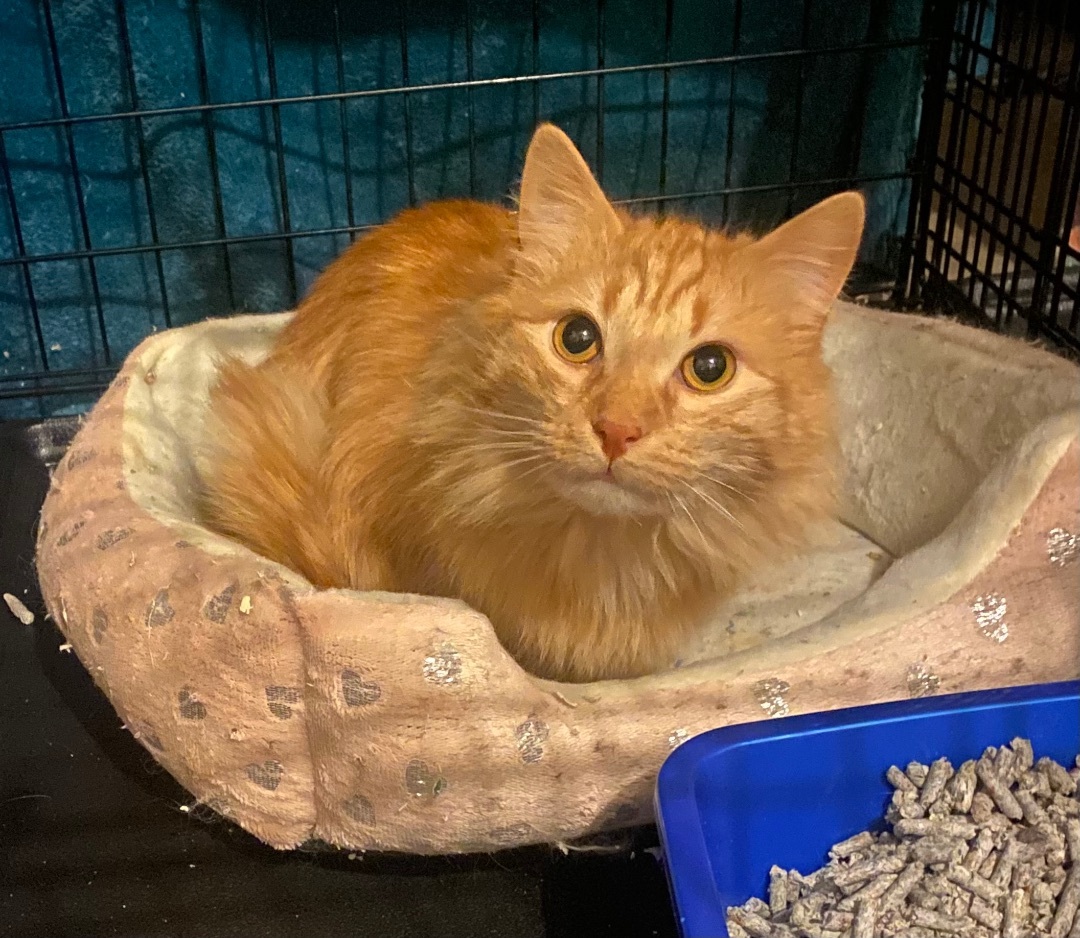 Enlarge Xena, a Adoptable mixed breed in Plainville, CT image 2/5