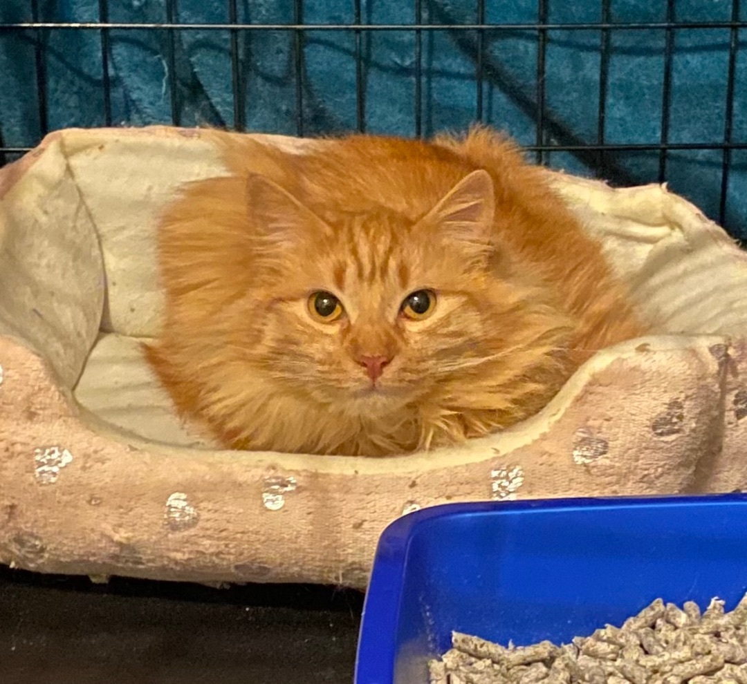 Enlarge Xena, a Adoptable mixed breed in Plainville, CT image 4/5