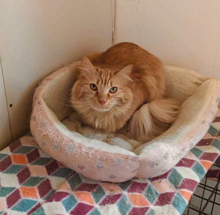 Enlarge Xena, a Adoptable mixed breed in Plainville, CT image 3/5