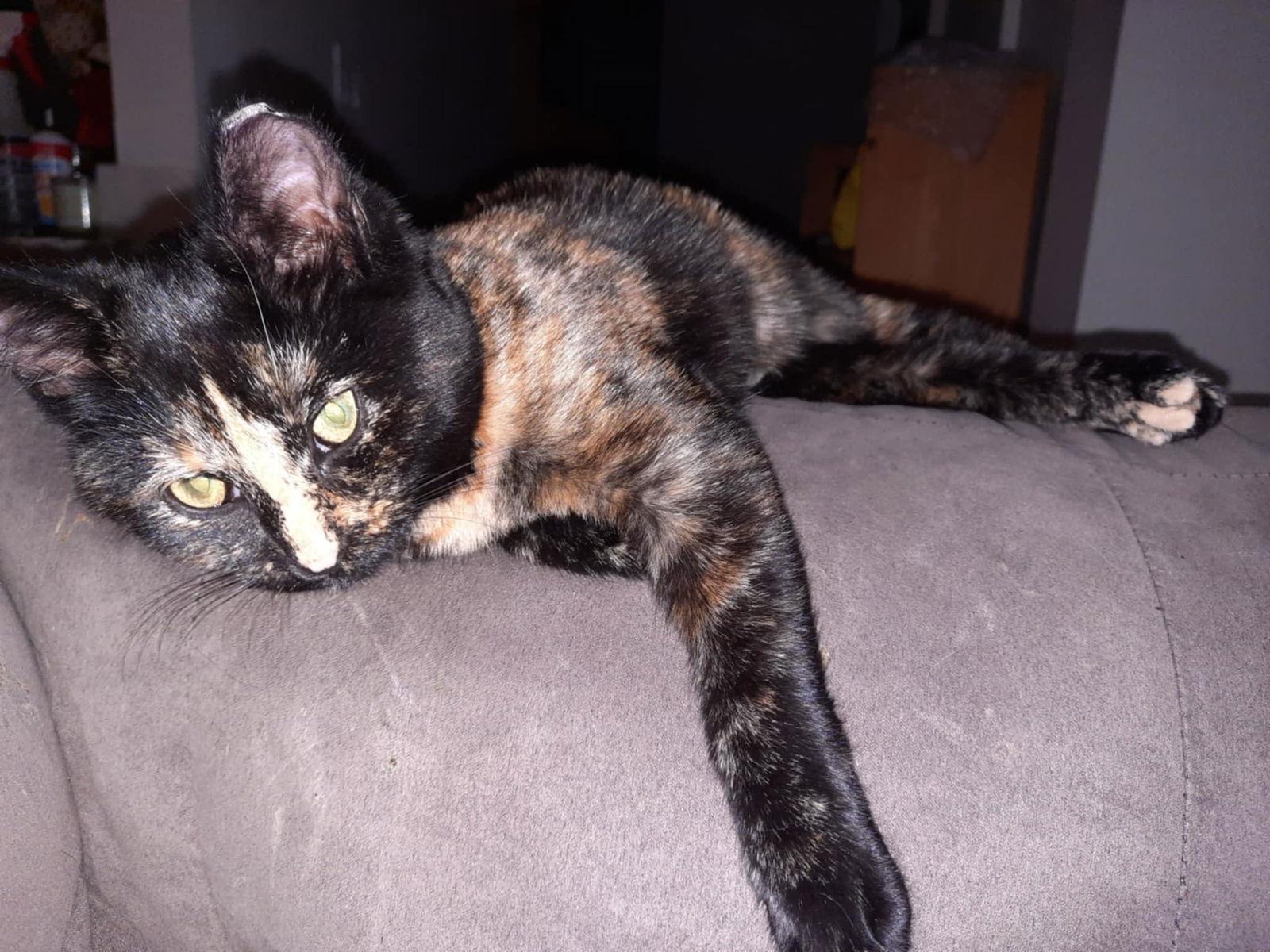 Cruller, Adopted, Young Female Tortoiseshell.