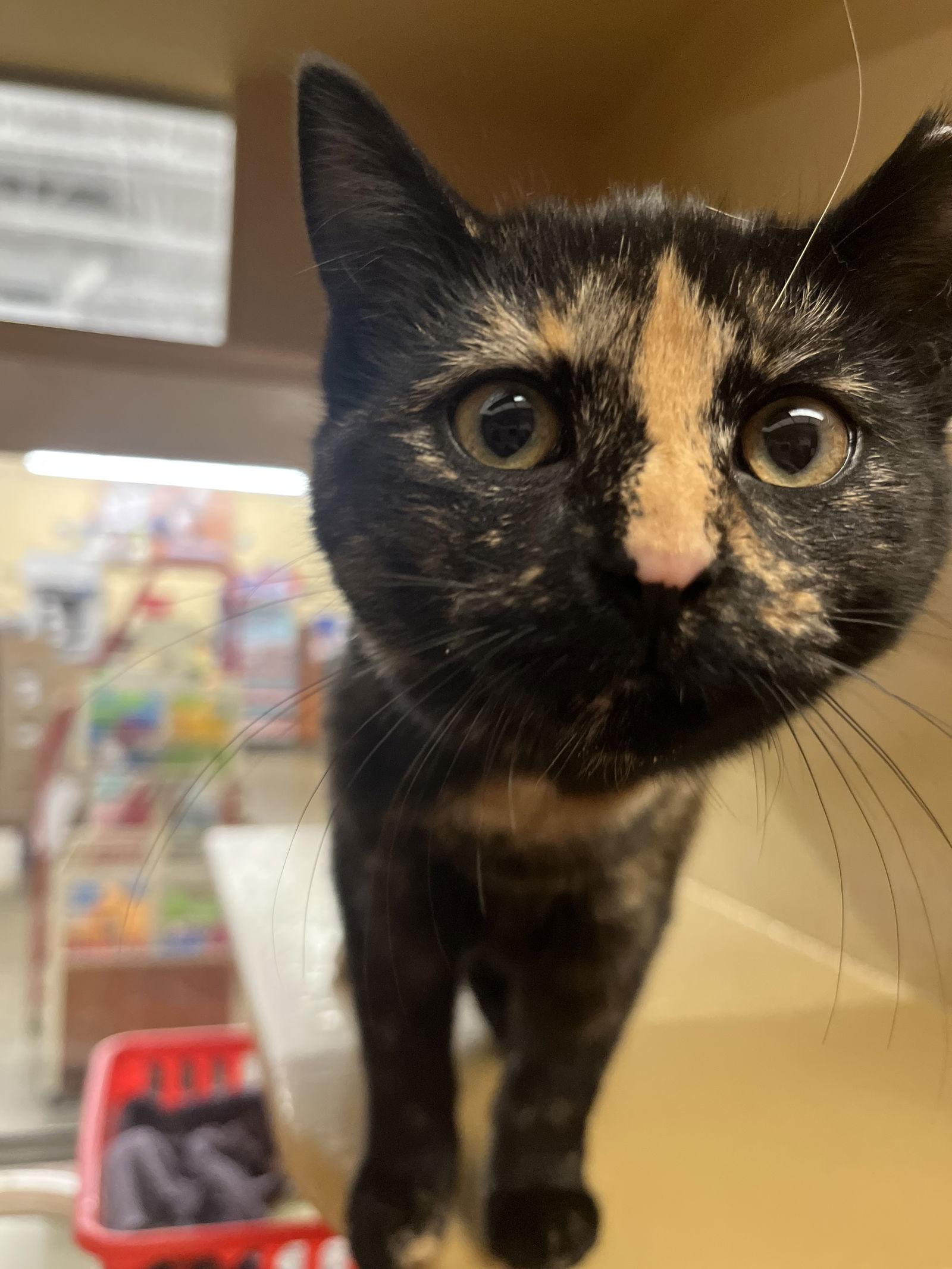 Enlarge Cruller, a Adopted Tortoiseshell in Canal Winchester, OH image 2/3