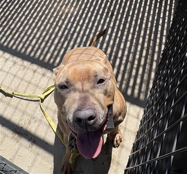 PARAMORE, Adoptable, Adult Female Pit Bull Terrier.