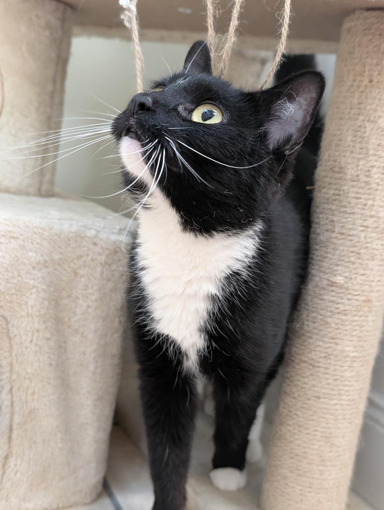 Enlarge Harmony, a Adoptable mixed breed in Fall River, MA image 1/5