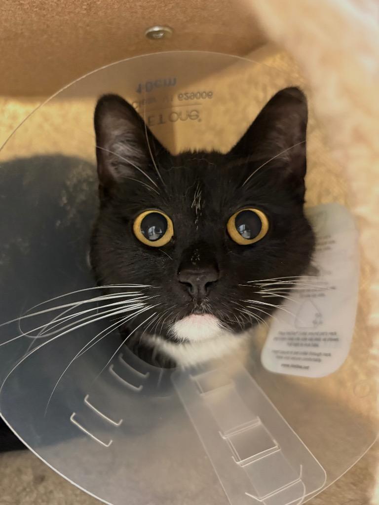 Harmony, Adoptable, Adult Female Domestic Short Hair.