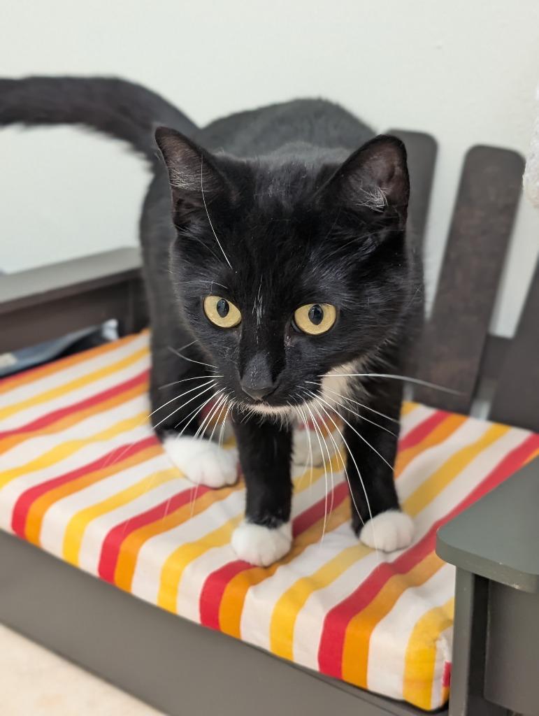 Enlarge Harmony, a Adoptable mixed breed in Fall River, MA image 4/5