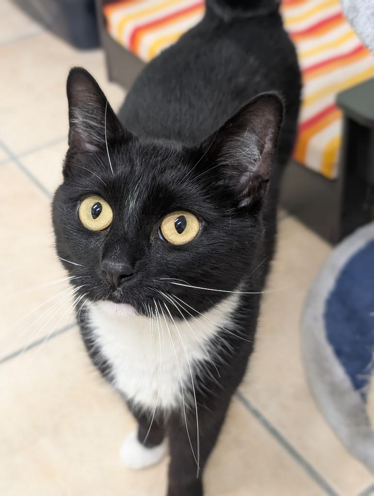 Enlarge Harmony, a Adoptable mixed breed in Fall River, MA image 5/5