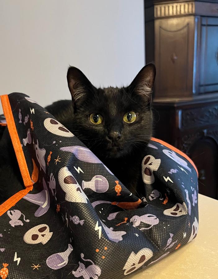 Luna Margarita, ADOPTABLE, Adult Female Domestic Short Hair.