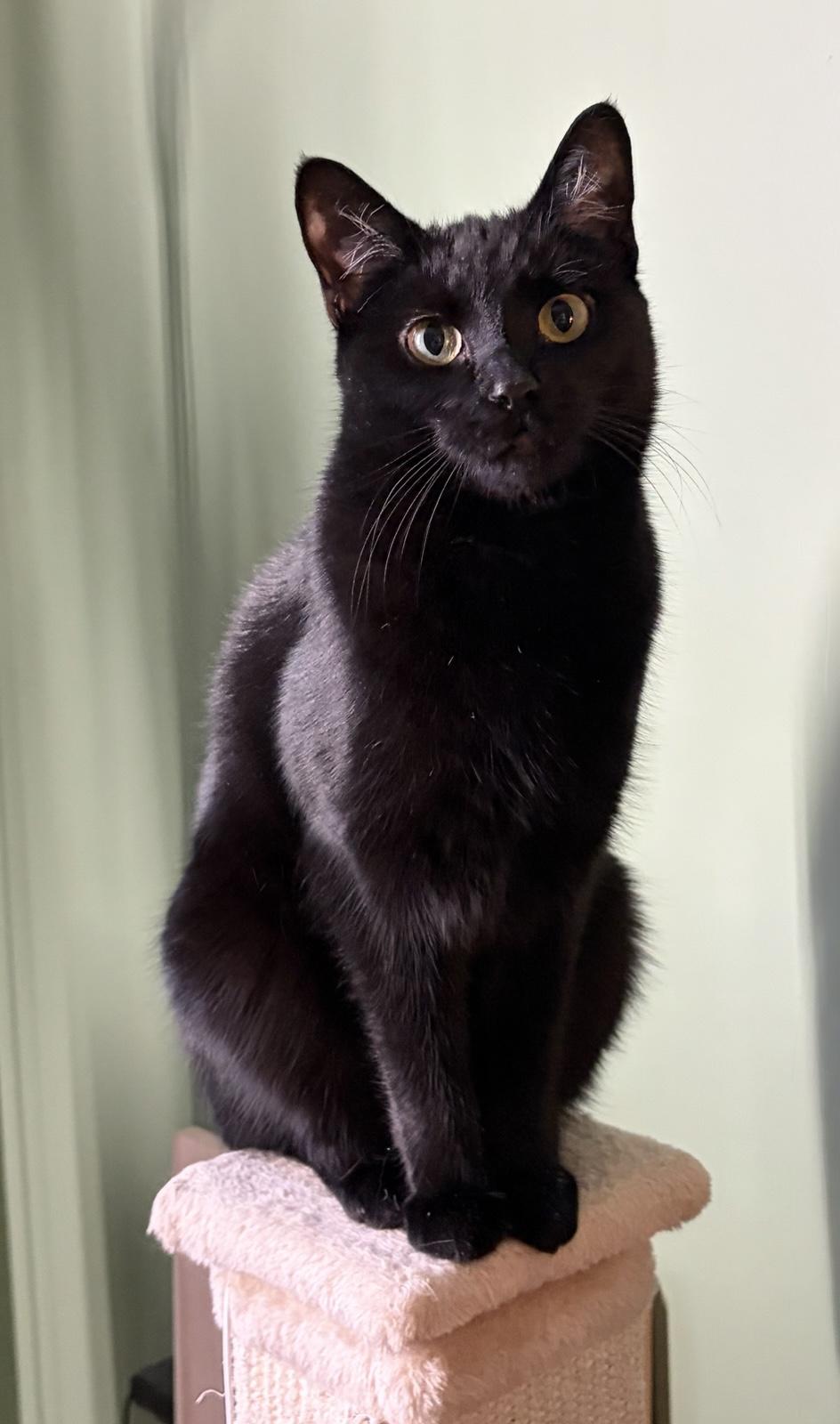 Luna Margarita, a ADOPTABLE Domestic Short Hair in Anjou, QC image 2/3
