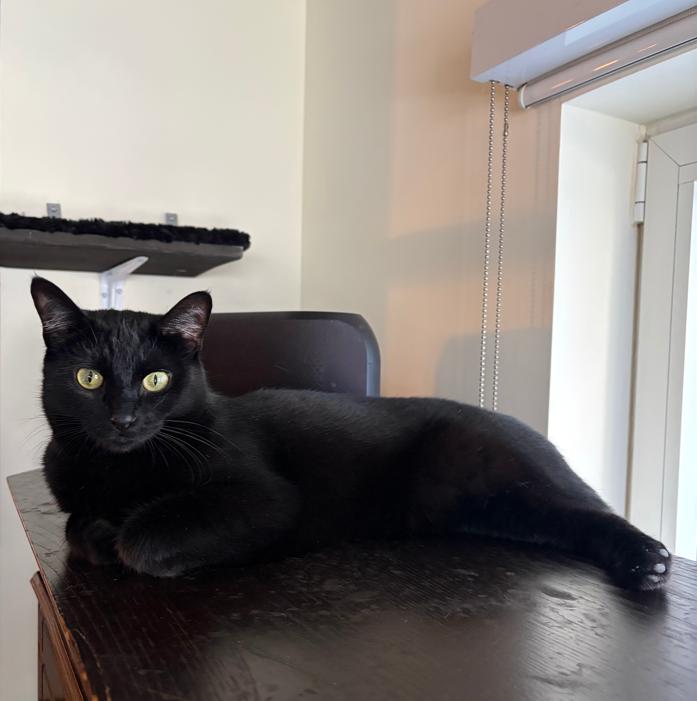 Luna Margarita, a ADOPTABLE Domestic Short Hair in Anjou, QC image 3/3