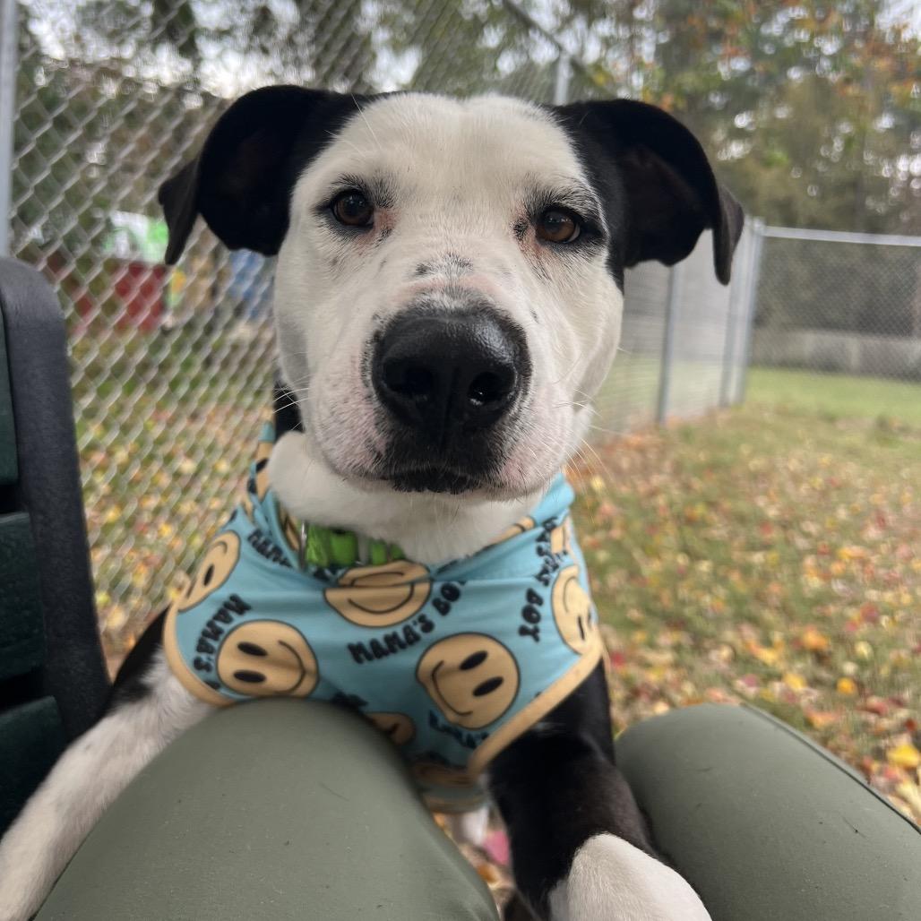 Ham Bone, a Adoptable mixed breed in Spring, TX image 1/6