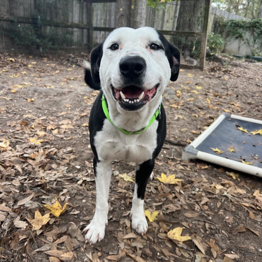 Ham Bone, a Adoptable mixed breed in Spring, TX image 2/6